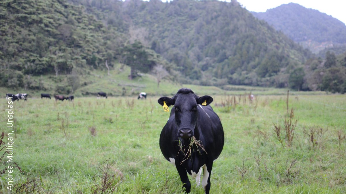 New PCE research shows 13% of present global warming from changes in GHG emissions comes from agricultural methane emissions. In NZ, 55% of our contribution to warming from GHG emissions comes from livestock methane. Read more: bit.ly/agCH4
