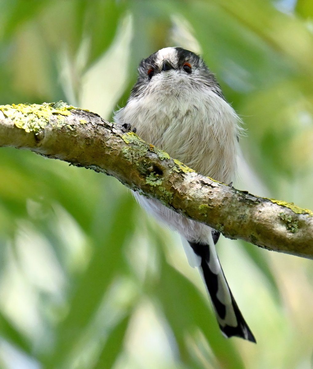 Carl Bovis tweet media