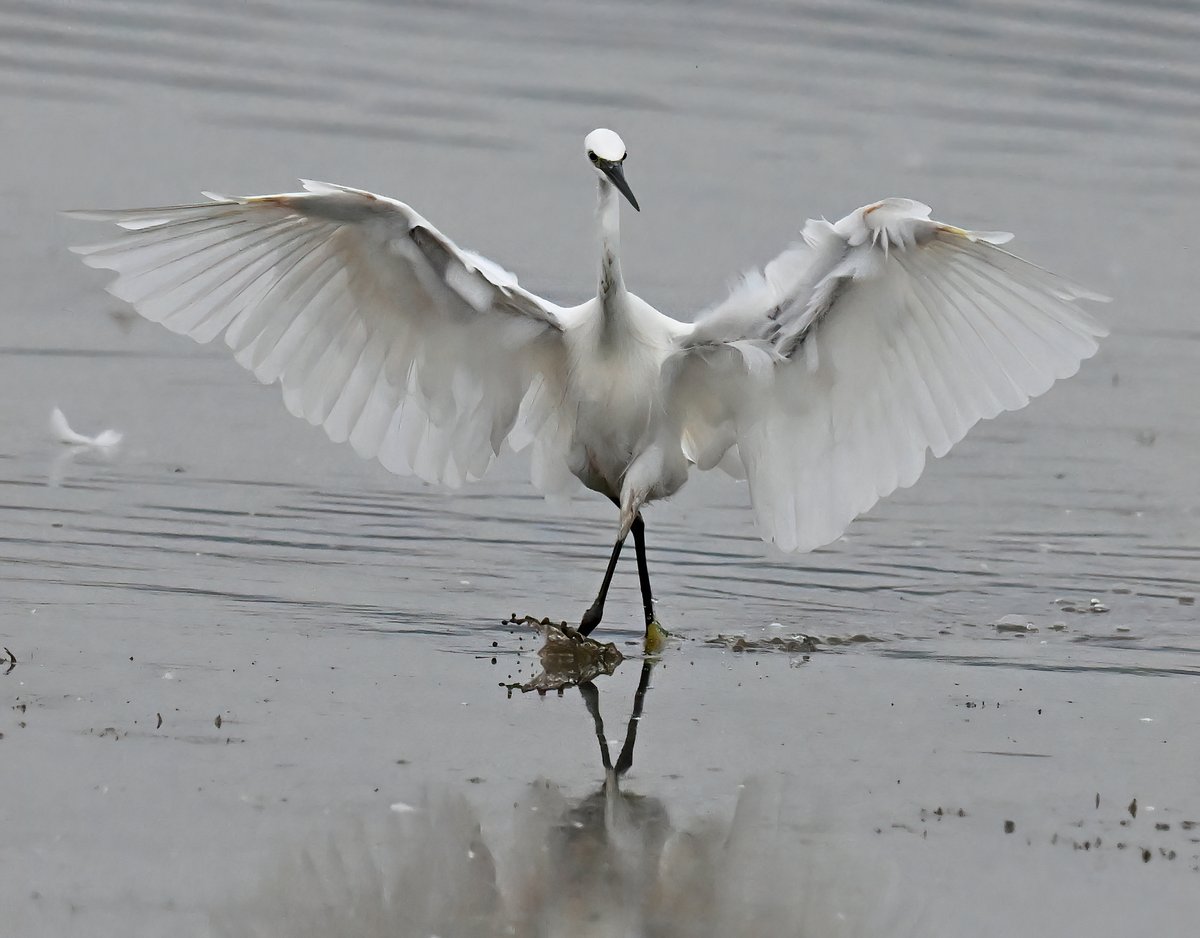 Strictly an Egret dancing... 😁😍🐦