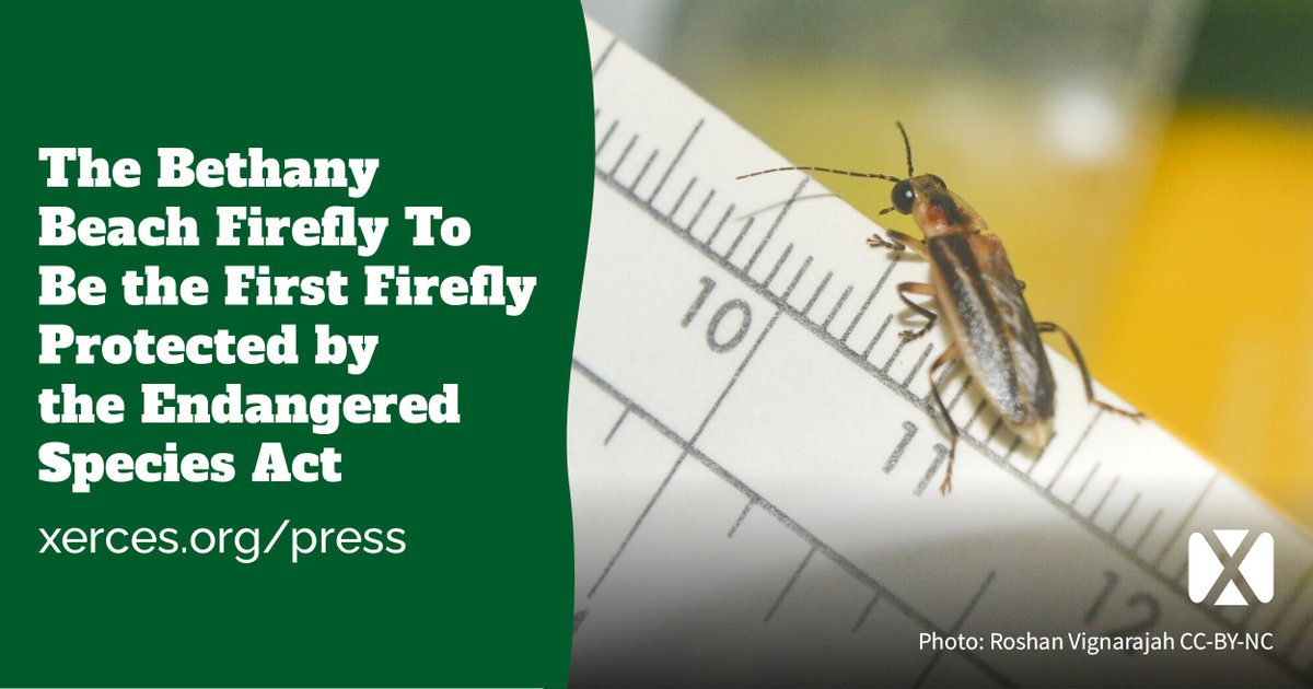 The Xerces Society tweet media