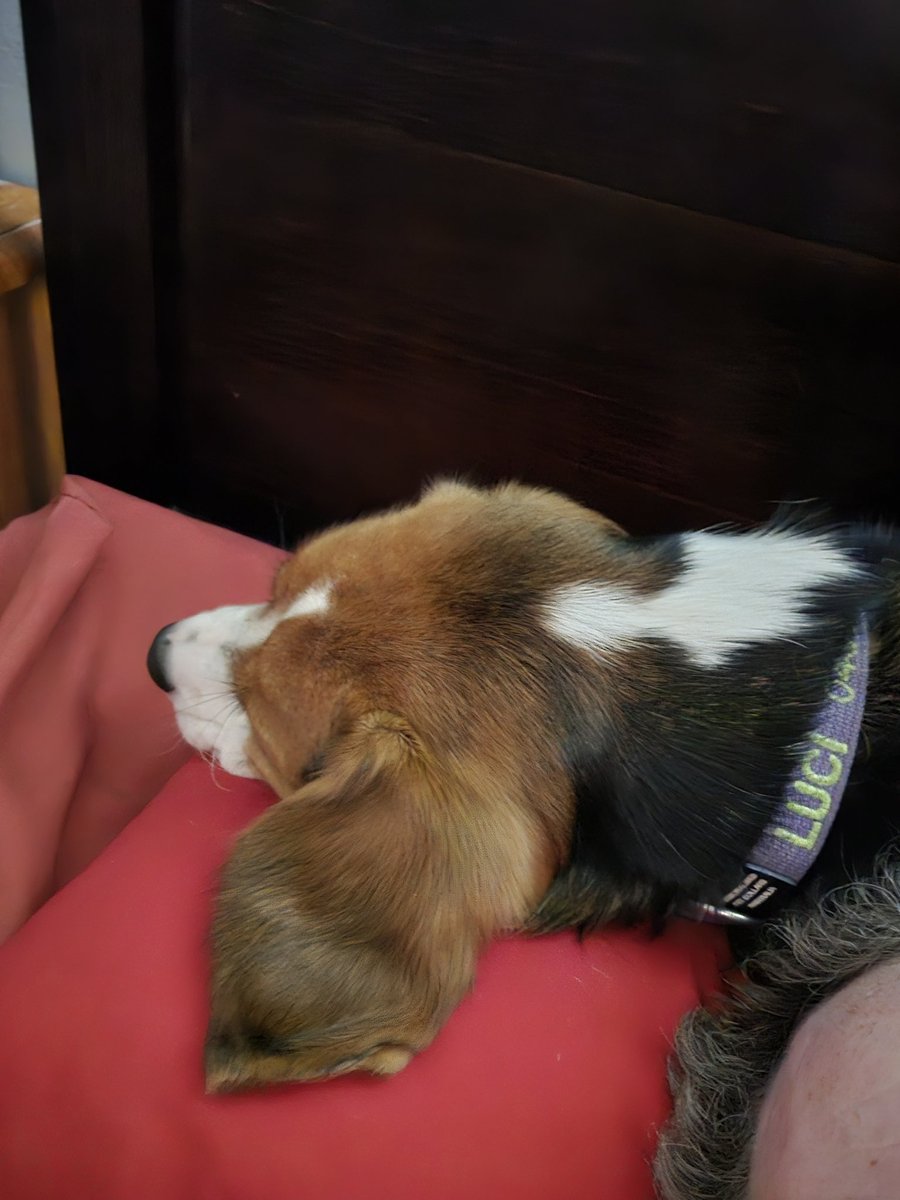 She's unwell today so she gets to stay on my head.