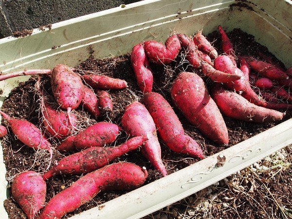 farm_sasaki's tweet photo. サツマイモをプランターや袋で育てる

を何度も紹介しました。
うまくできました？ https://t.co/rVCpijERAK