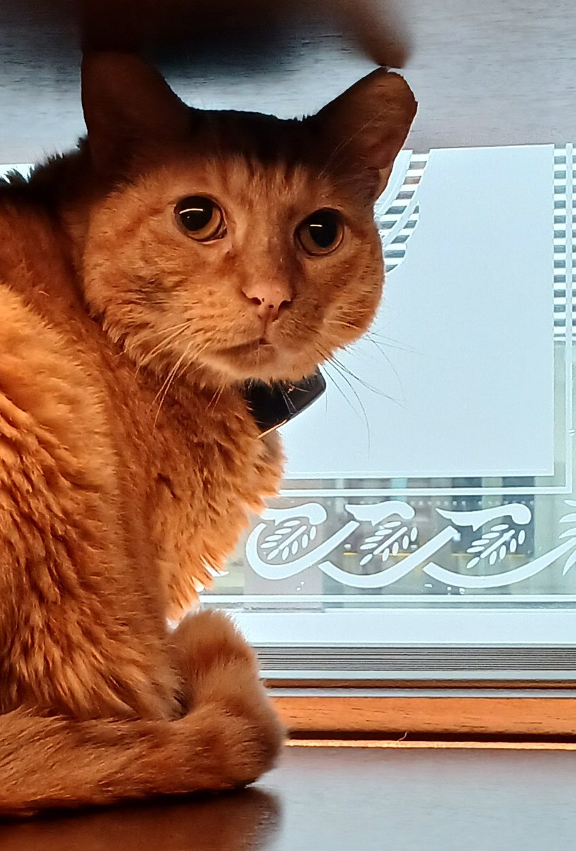 Nurelah's tweet photo. Hamlet in his favorite spot in the Algonquin Hotel, observing the passersby along w44th street. https://t.co/th5McSwcvn