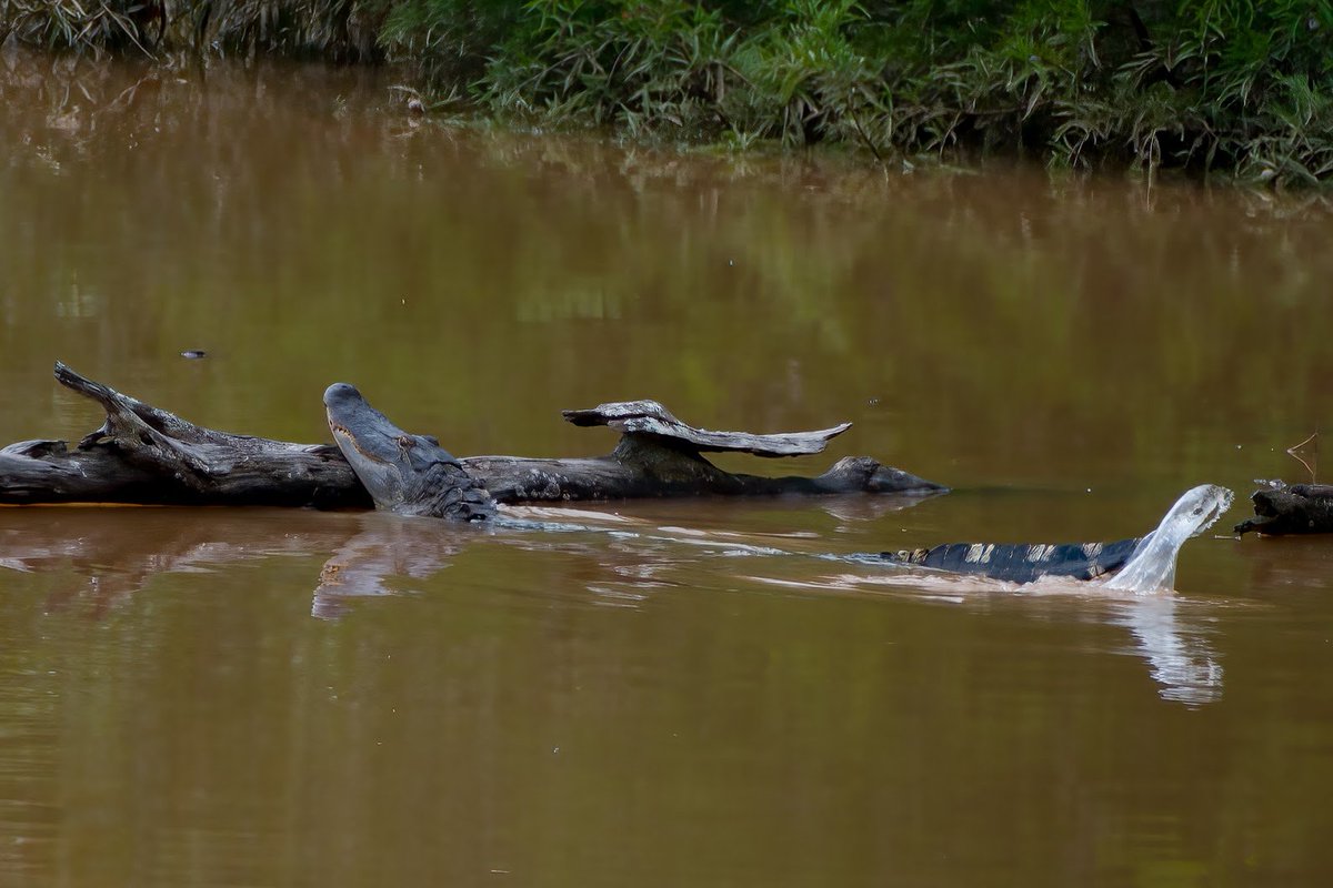whobedannyd's tweet photo. Wally was looking for a log to rest upon in the flooded swamp. It didn't take him long to realize that he was too big for this one. He slid back off and went on his merry way. He is SUCH a BEAST!!
(I couldn't get any closer because of the high waters)
#GeorgiaGators (Huh???)π