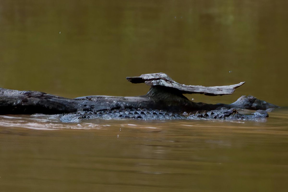 whobedannyd's tweet photo. Wally was looking for a log to rest upon in the flooded swamp. It didn't take him long to realize that he was too big for this one. He slid back off and went on his merry way. He is SUCH a BEAST!!
(I couldn't get any closer because of the high waters)
#GeorgiaGators (Huh???)π