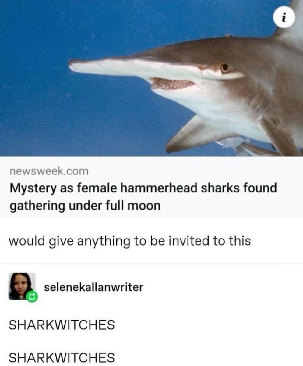 Sharks Daily 🦈 (@sharkseverydayy) on Twitter photo 