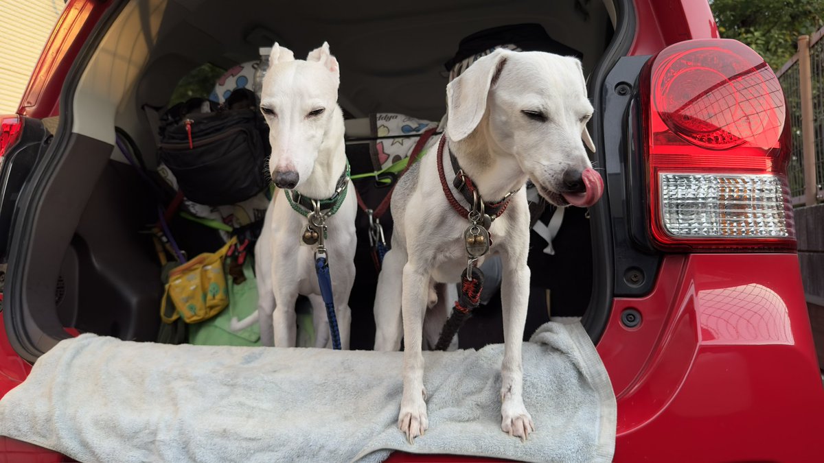 mocha_mill's tweet photo. 🐾20240930⛅️……💭💭
_
#beagle / #italiangreyhound #scenthound #whippet #sighthound #dog #photo #art #dogs #doglove #doglovers #doggy #picpets #photography https://t.co/Hc5vcqFACT
