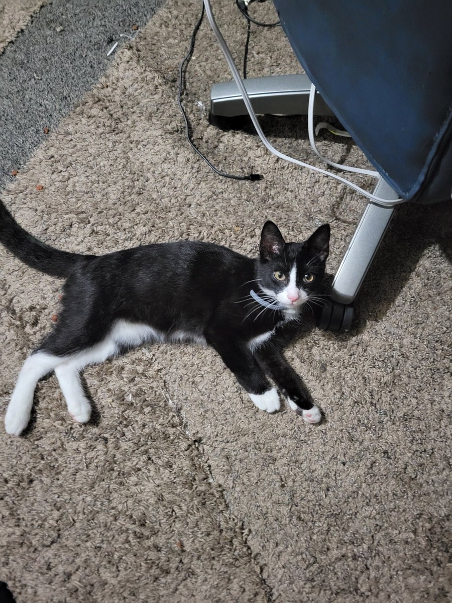 ImEmogan's tweet photo. @antdude92 Cat Monday https://t.co/a2CVTo1M4X