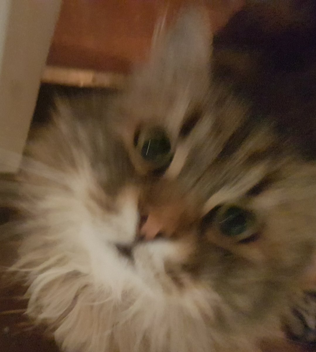 Meow :3 tweet media