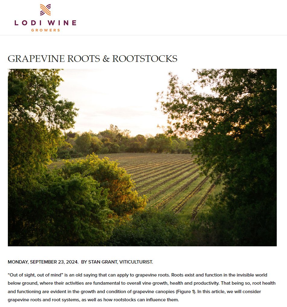 Older, woody roots give above-ground shoots the nutrition to take off, but “young roots are where the action is,” says viticulturist Stan Grant. They take up water and nutrients and synthesize hormones to power vine growth and development. #graperesearch tinyurl.com/3wmvyj7n