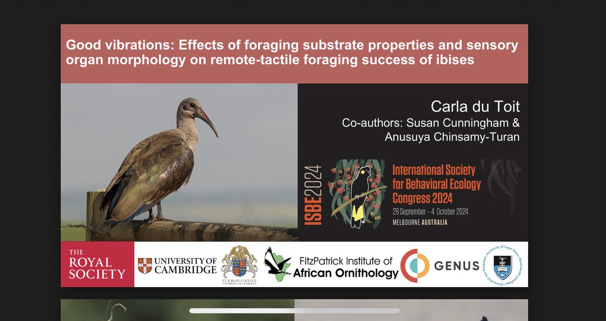 Happy to have the Fitz swag (thanks @kiwi_sjc) for my talk today at #ISBE2024 on the effect of substrate water content on ibises’ ability to remotely sense prey! Probably one of the last talks I’ll give presenting my PhD work 🥲 <a href="/ISBE2024/">ISBE2024</a> <a href="/Fitztitute/">FitzPatrick Ins</a>