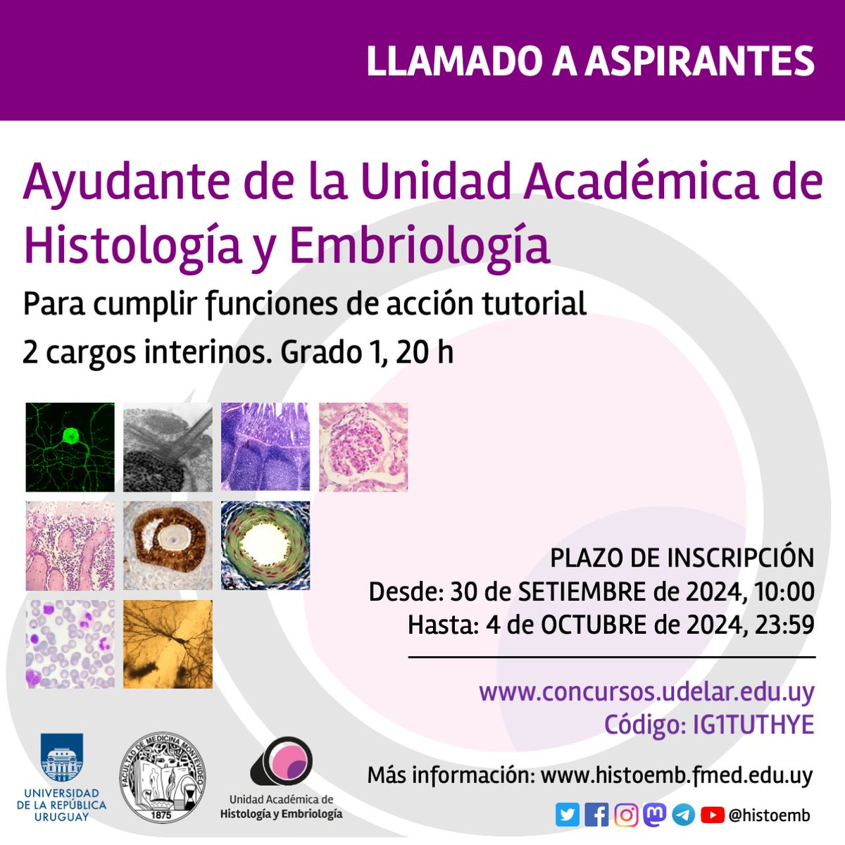 histoemb's tweet photo. 🚨Nuevo llamado! 🚨
Se abrió un llamado a aspirantes para 2 cargos de ayudante de la UA de Histología y Embriología, para cumplir funciones de acción tutorial 

‼️Cierra el 4/10!
El llamado incluye también otras disciplinas a elegir orden de preferencia
👇
https://t.co/0ThtFIrUTC https://t.co/sW5RFi2K6v