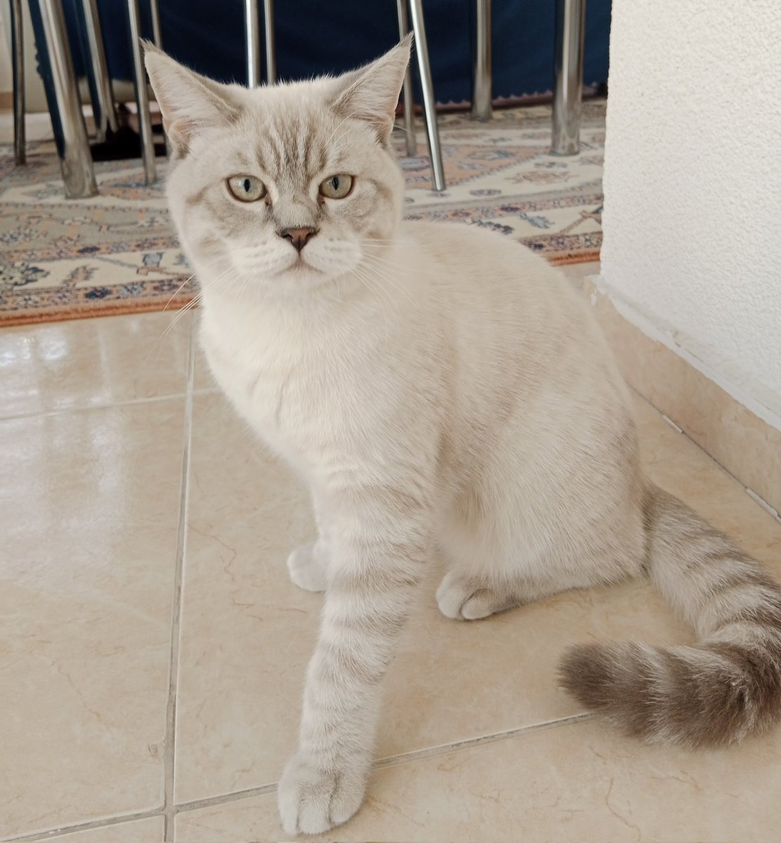 melisakckya6's tweet photo. @digerkm oğluşumm koş kardeşlerin toplanmış 😻#mestan https://t.co/CGrFEgGihv
