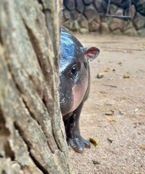 JimmyD046430668's tweet photo. #MooDeng 🦛🦛🦛👀👀👀 Peeking in from #KKopzoo #Thailand 🇹🇭🐲🇹🇭🐲🇹🇭🐲 Minting #Modeng on #KRC20 directly contributes to ensuring the future of the endangered Pygmy Hippo.🦛🦛🦛🙏🙏🙏#ModengClan555 #Kasbay #Kas.fyi #Kaspay #Kaspanio https://t.co/T1OP6EPaJA