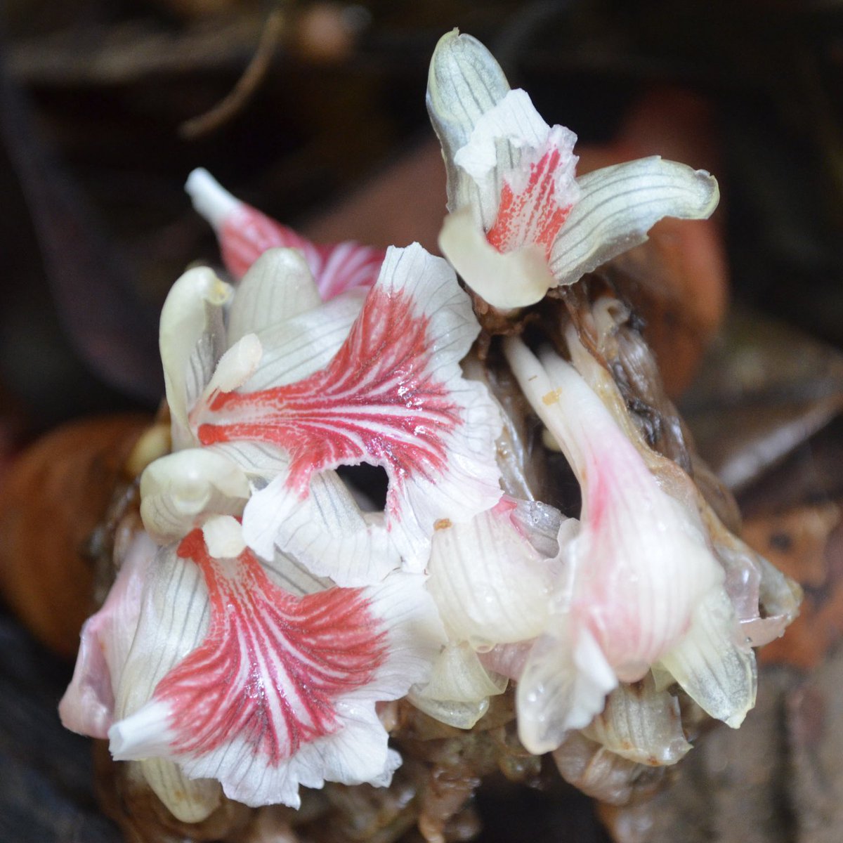 AxelGinger's tweet photo. #GingerPlantOfTheWeek is the genus #Srilankanthus endemic in #SriLanka recently described in our TAXON paper (https://t.co/u6lzPPJvQi). The type was first described in 1861 as Elettaria nemorale. Only after Lakmini D. K. Marasinghe recollected it in 2013 did we get this insight. https://t.co/Z8k9PqvnfS
