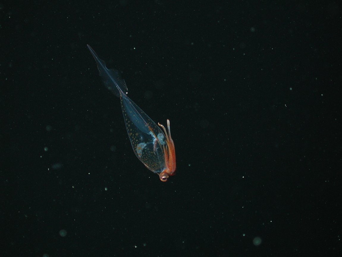 CephalopodToday tweet picture