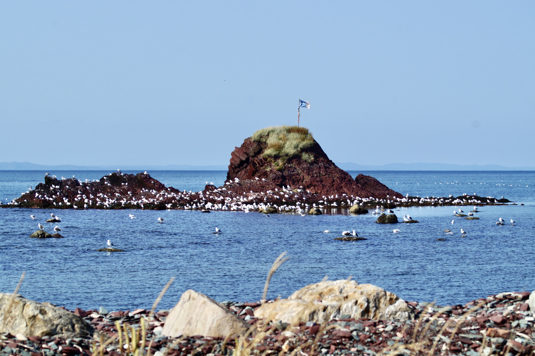 What is this? "Gull"-igan's Island! Only in Newfoundland &amp; Labrador!