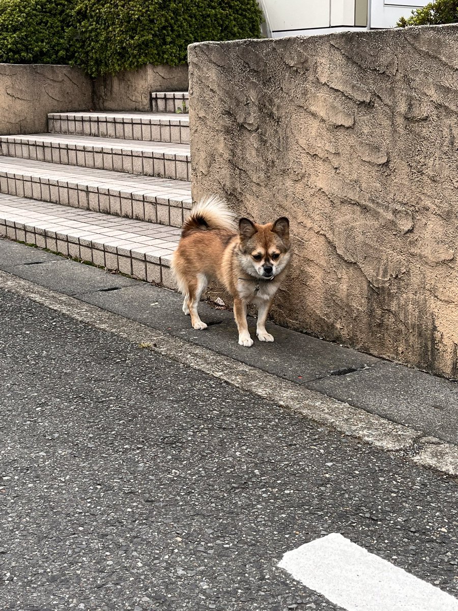 chamr05410's tweet image. やばい迷子の犬いた😭😭
大通りの裏だし車通るから絶対危ない😭😭
でも逃げるし時間ないしで捕まえてあげられなかった何かあったらどうしよう😭😭😭

#迷子犬 
#迷子ペット 
#迷子犬目撃情報