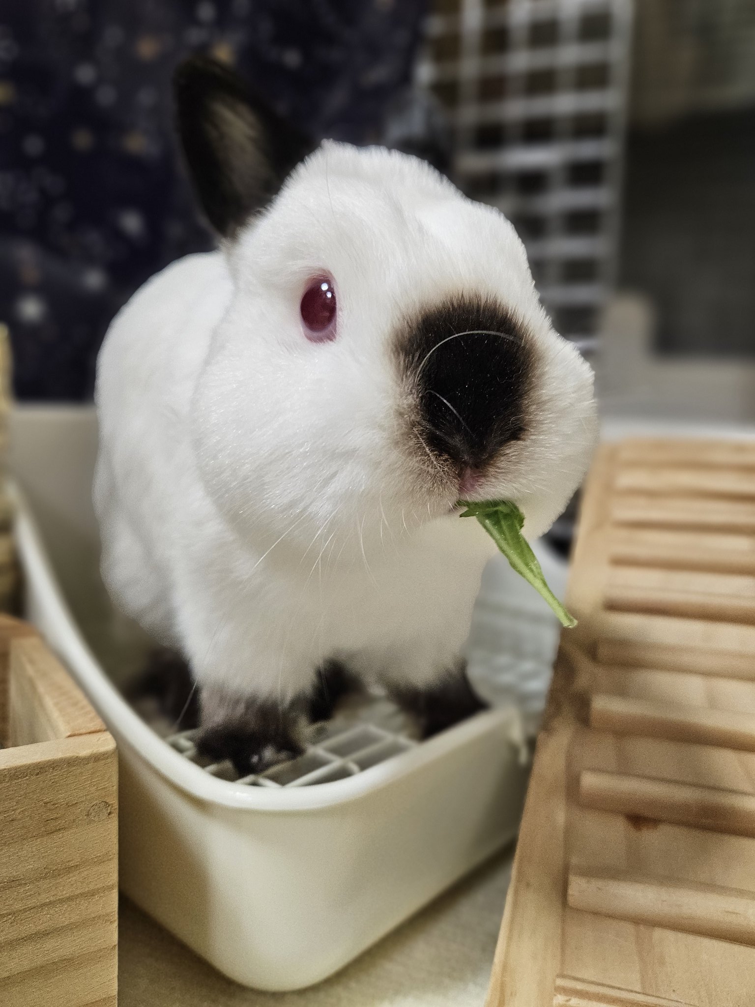 fortune rabbit【PG.CYOU】.njfs - Cerca / X