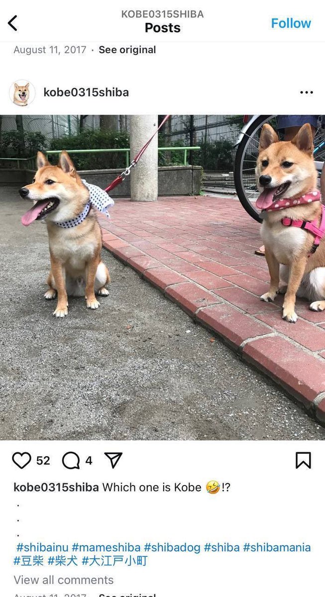 FrankGrace05's tweet photo. @1goonrich Buy $KOBE 

Kobe inu is next blue chip meme coin getting listed on all exchanges. It’s Shiba’s real life twin

This will print 

@KobeInu_eth https://t.co/ZqdcT8uCZ2
