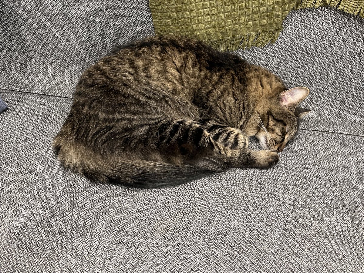 I’m napping like a toddler these days. I wake up and can barely remember my name