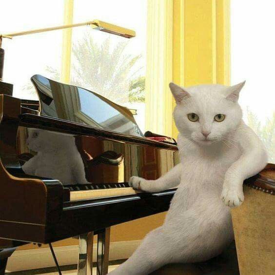 SlenderSherbet's tweet image. "This next song is about the complexities of trust and betrayal and it's called 'Why Is My Fucking Bowl Still Empty, Janice'"