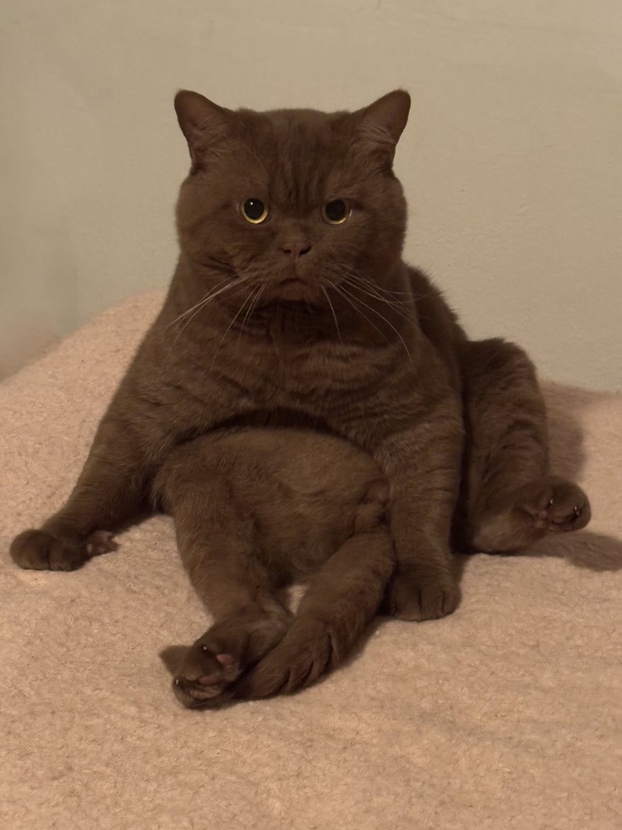 JanKrcal's tweet photo. Dnešní ráno v ložnici pobavilo.
Rozsvítil jsem lampičku a spatřím toto … 😂😻
Co si asi myslí Čikin? … https://t.co/hNx00FL1g9