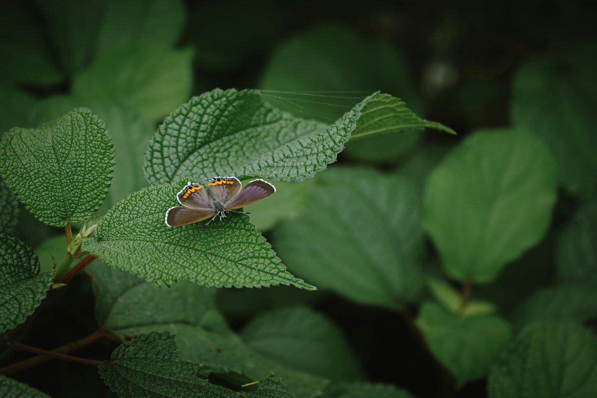 DDNational's tweet photo. In nature's embrace, find solace, find peace.

📸: @ImAtulp 

#NatureLovers #NaturePhotography #WildlifeConservation #MotherNature