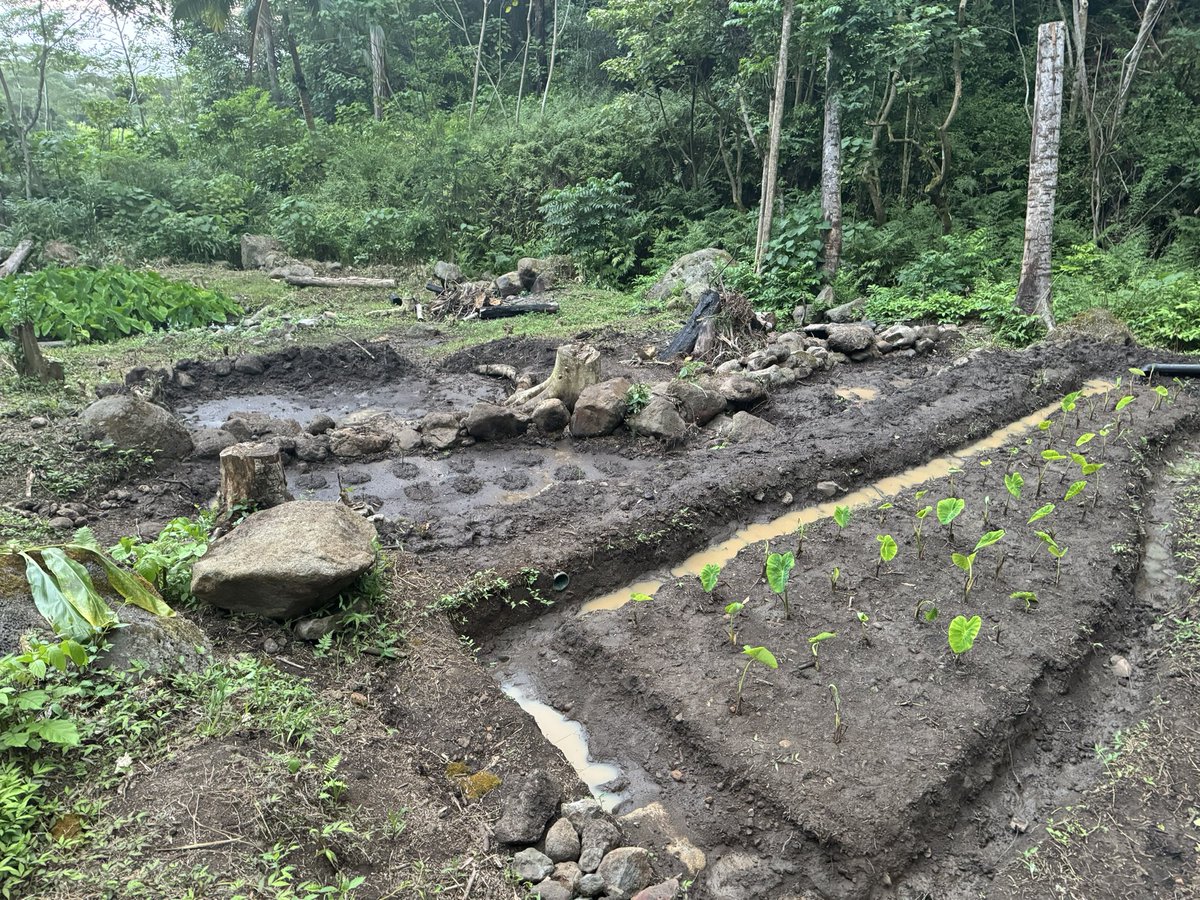 Keoni_DiFranco's tweet photo. 7 more loʻi kalo patches to be planted in the next month. There are 100s of terraces mauka from this site. A year in, we are bringing 100s of students &amp; volunteers in a month to kōkua this effort. This is with $0 in grant funding. This is community rooted #landback. https://t.co/ZICSuChMlF