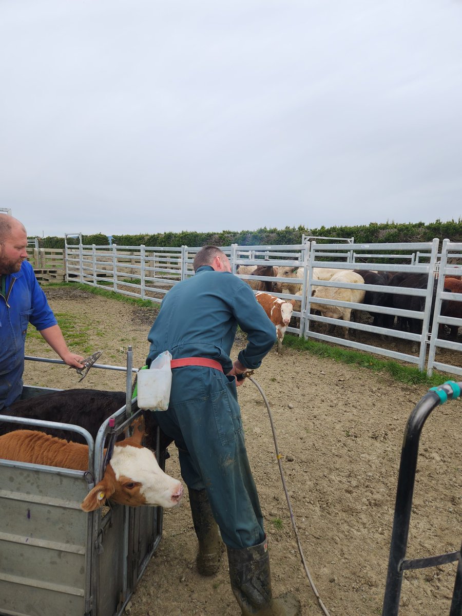 Beef calves in today for their eid, 7 needed dehorned and bull calves made into steers. 2 dry days in a row before we get absolutely destroyed yet again by another massive rainstorm.