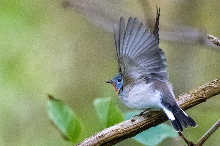 The adult male Red-breasted Flycatcher at Utsira, 29th Sept. 2024
#utsira
#ficedulaparva
#sonya9III
#sony600f4
#SonyAlpha
