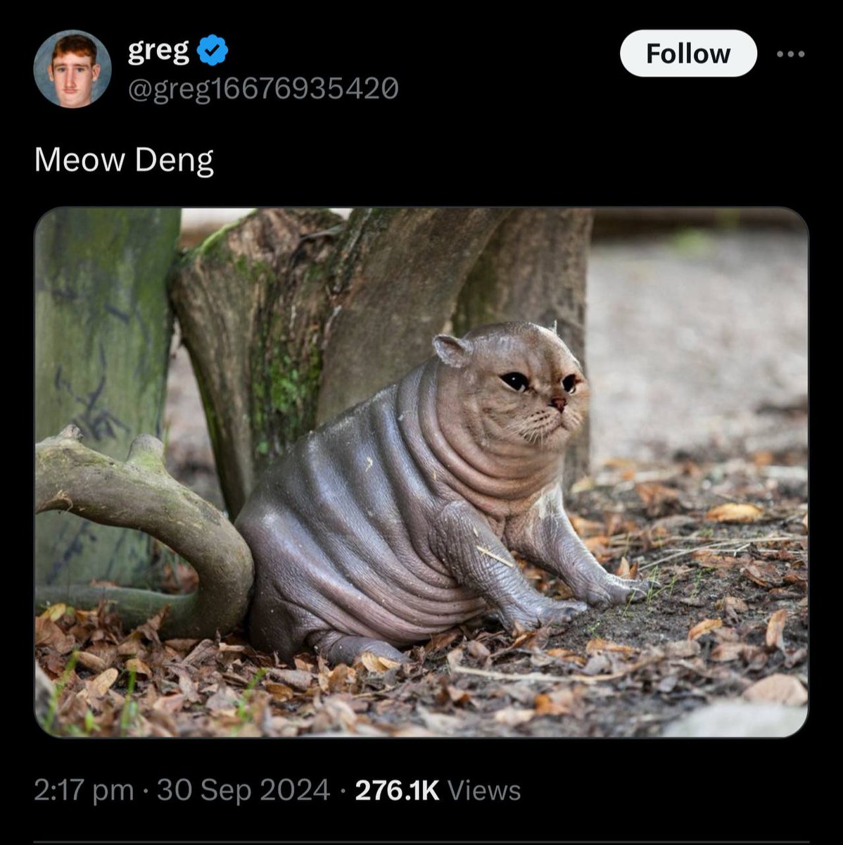 $MeowDeng the Hippo Cat

The hippopotamus cat with a heart of gold!

0x680aa974969870fac49cd148848a886f11956c66

TG: t.me/meowdengoneth
X : x.com/meowdengoneth
Website: meowdeng.vip