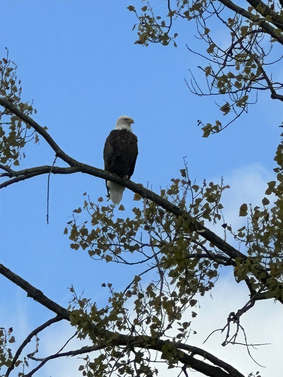 Baldo today. Probably my last close shot until next summer. Had to pull the jet skis out today and I can’t get this close with my boat due to shallow water.