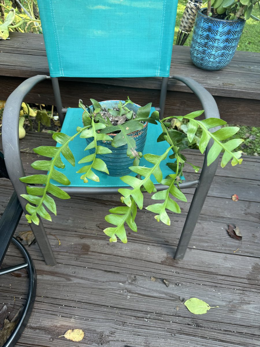 3 month update of the traveling fishbone cactus! She survived! 😂