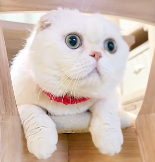 LiuErdou_sol's tweet photo. The dexscreener has now been updated 🐈❤️

https://t.co/FvYR4jKbgL https://t.co/LMhtzVbgI2