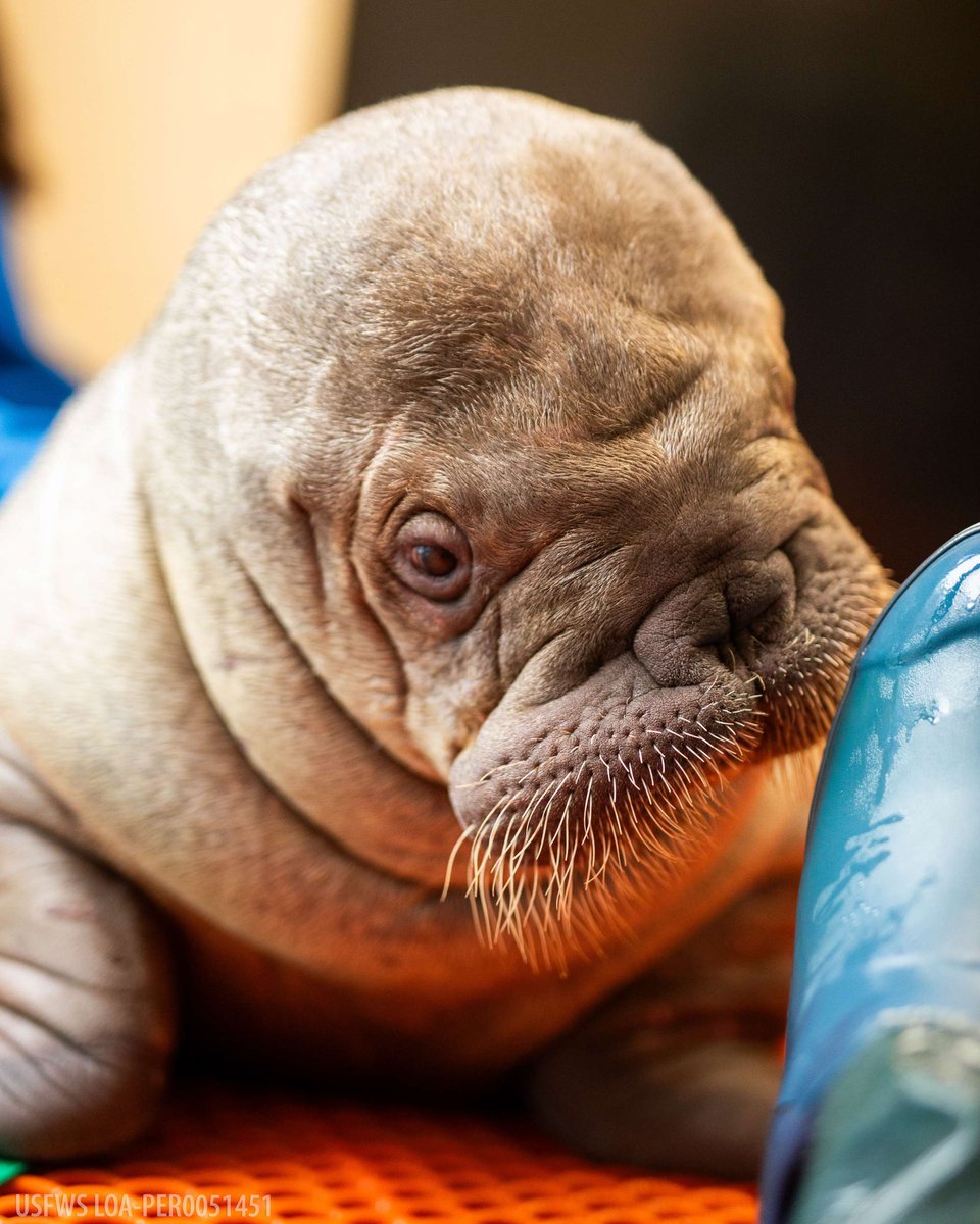 lil Uki before making the move to her new home! 😍#ukithebabywalrus