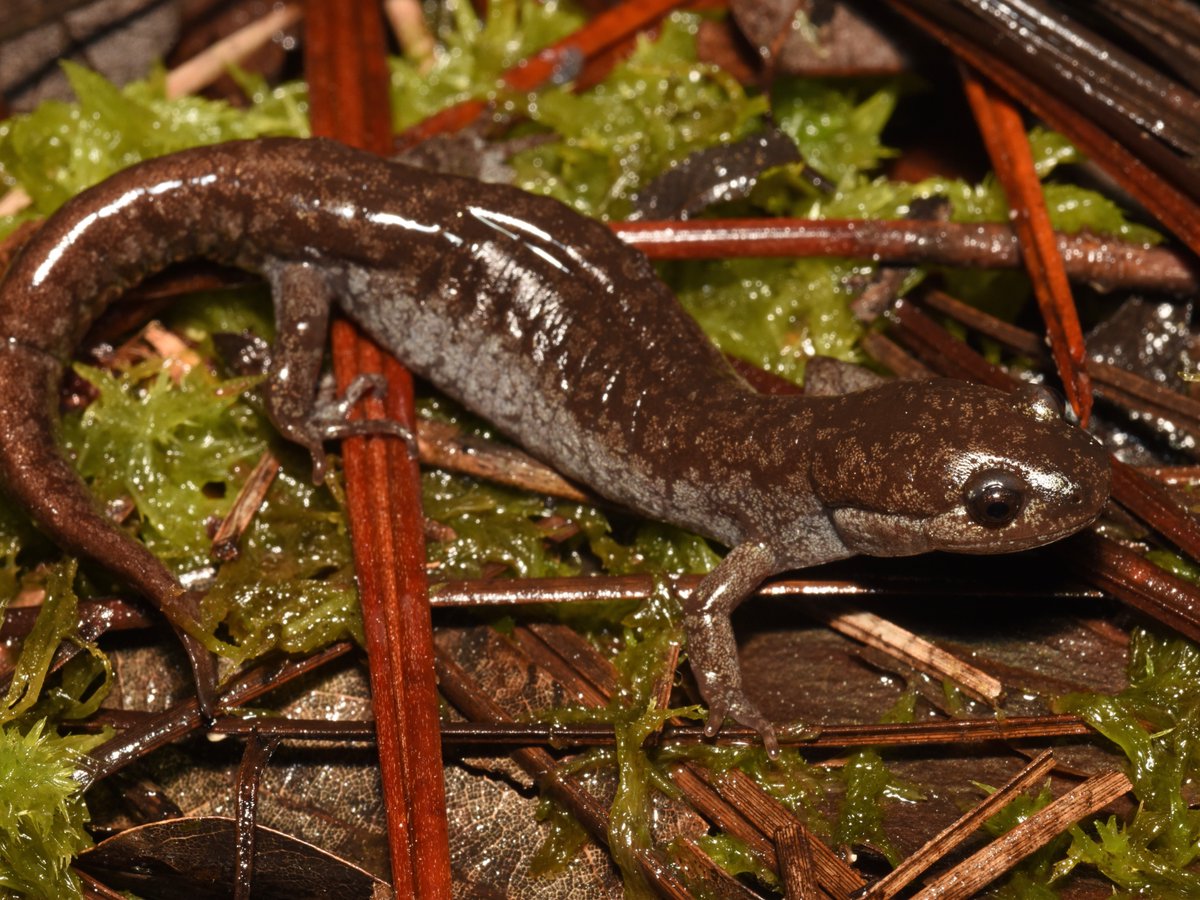 Mabee they understood the assignment.
Mabee's salamanders breed in ponds in late winter to early spring.
Eggs hatch in 9-14 days, giving rise to larvae w/ gills that live in the water.
By April-May, they change &amp; transition to life on land.
📷:
1. Bobby Altman
2. Kevin Hutcheson