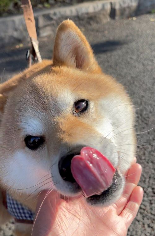 kogenkun's tweet photo. Hello world!

https://t.co/Hy8Z1AL7MR

#kabosu #kogen #shiba #love https://t.co/npJIsIdx8I
