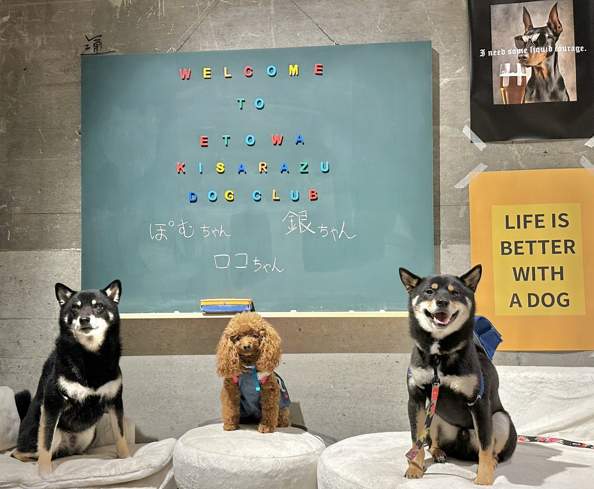 Gin_kuroishiba's tweet photo. みんなで撮ったよ🐶❤️🐶❤️🐶
#柴犬
#黒柴
#ETOWA
#みんなかわいすぎる https://t.co/MRCfUJGwb8
