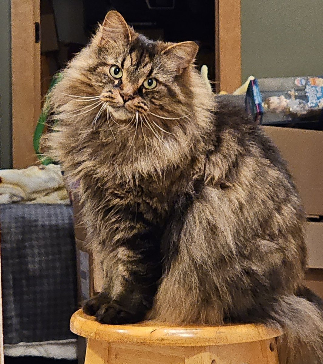 IAmMrsNezbitt's tweet photo. @DisTrackers This fluffy guy is Hanzo! https://t.co/Q1kNnoFVua