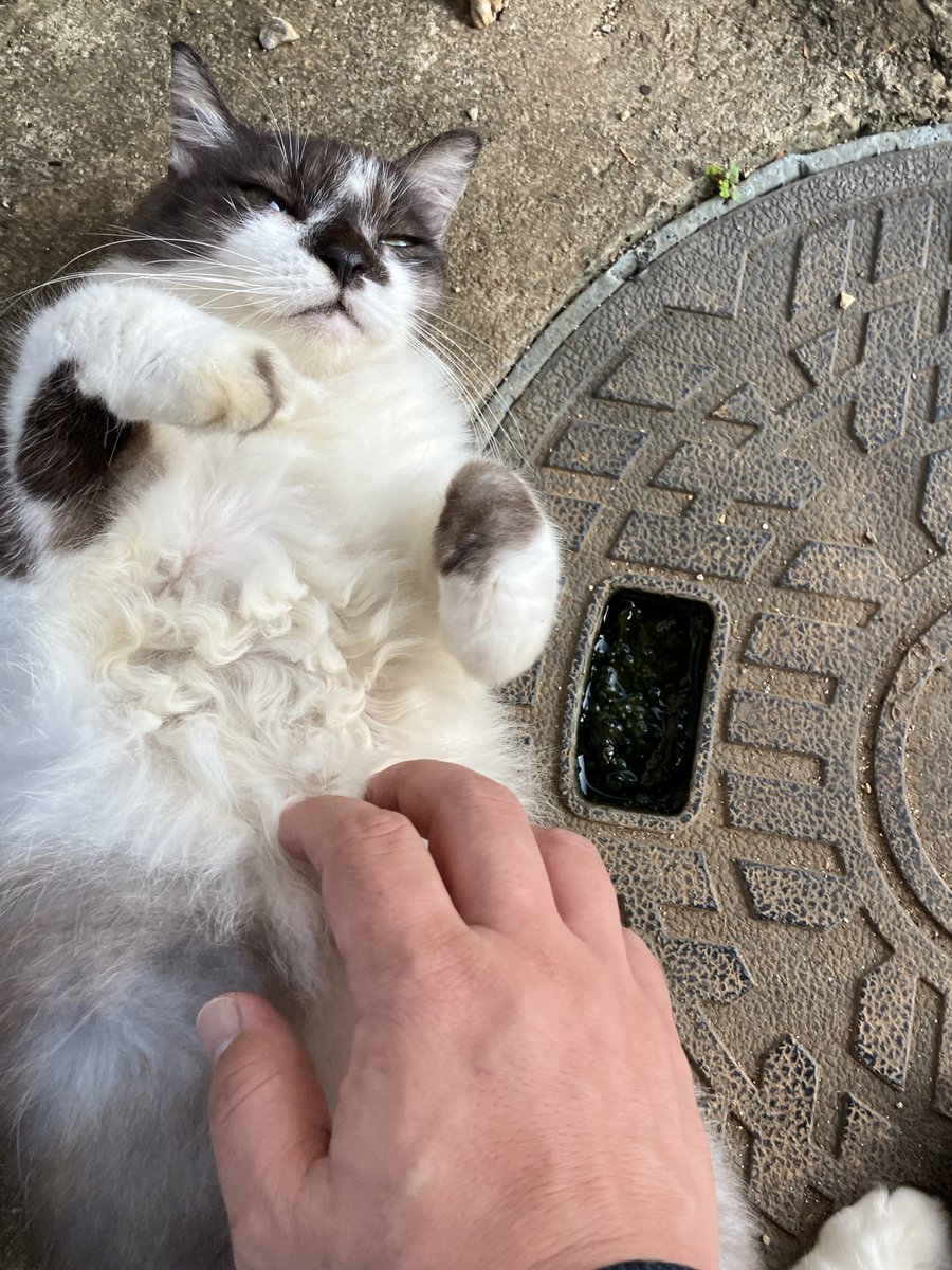 itsuki3924's tweet photo. 沖縄の野良ニャンコ、人懐っこくてかわいいです。 https://t.co/MQUROYISyc