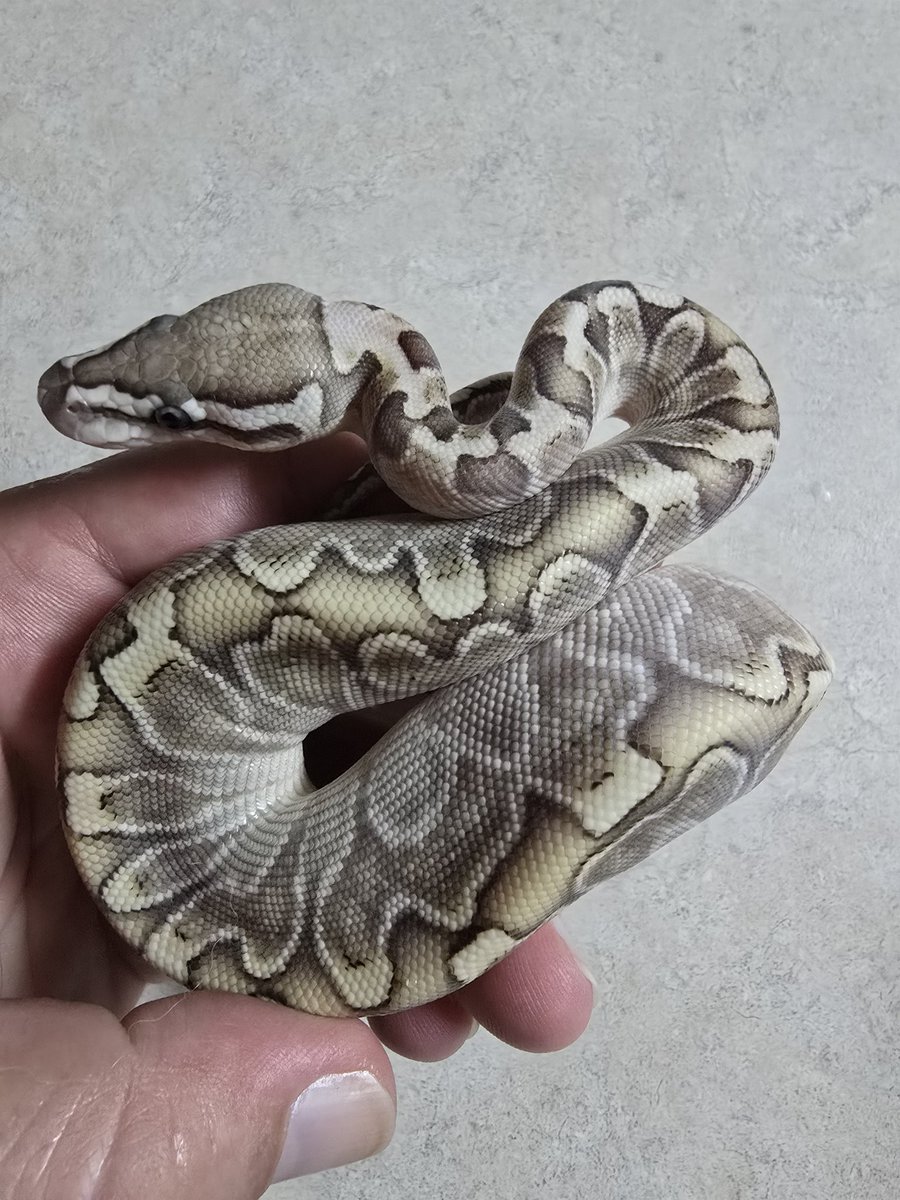 KaoticMorphz's tweet image. PASTEL GHI HET AXANTHIC (VPI)
#KAOTICMORPHS 
#BABYBALLPYTHON 🐍