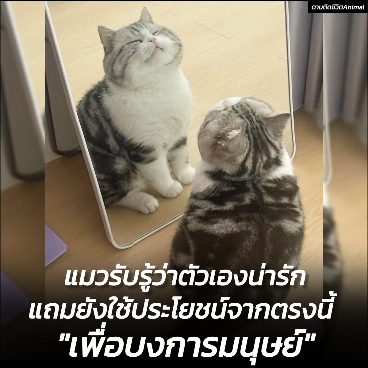 AnimalFW_TH's tweet photo. คำว่า "แมวกำลังจะยึดครองโลก" ไม่เกินจริงเลย เพราะงานวิจัยเผยให้เห็นว่า แมวเนี่ยแหละคือจอมบงการที่แท้จริง พวกนี้ใช้ประโยชน์จากความน่ารักที่มี ออดอ้อนมนุษย์เพื่อให้ได้สิ่งที่ตัวเองต้องการ 😼😼😼
แมว : ฉันขอโทษที่เกิดมาน่ารัก เพราะฉะนั้น จงทำตามที่ฉันต้องการซะ 😺
อาณาจักรสัตว์โลก มีม&สาระ By ตามติดชีวิตAnimal
ใครจะไปคิดว่าเหล่าเหมียวที่น่ารักน่าเอ็นดู จะมีทักษะการบงการมนุษย์ได้เก่งกาจขนาดนี้ละ จากงานวิจัยที่ตีพิมพ์ในวารสาร Behavioral Processes พบว่าแมวมีทักษะการบงการที่เหนือชั้น พวกเค้าใช้ความน่ารักและพฤติกรรมออดอ้อน เพื่อให้เราใจอ่อนและทำตามที่พวกเค้าต้องการได้อย่างง่ายดาย

หลายคนคงสงสัยว่าทำไมแมวถึงบงการเราได้ใช่มะ
- ด้วยหน้าตาที่น่ารักบวกกับพฤติกรรมที่อ่อนโยน ทำให้เราอดใจไม่ไหวที่จะตามใจพวกน้องๆ 

- แมวใช้วิธีการสื่อสารที่ละเอียดอ่อน เช่น การขยับหาง การร้องเหมียว เพื่อกระตุ้นความรู้สึกสงสารในตัวเรา

ผลวิจัยพบว่าแมวมักจะใช้กลยุทธ์นี้กับผู้หญิงมากกว่าผู้ชาย เพราะผู้หญิงมักจะใจอ่อนต่อความน่ารักของแมวมากกว่า

ครั้งต่อไปที่แมวของคุณมาออดอ้อน อย่าเพิ่งใจอ่อนไปเสียหมด ลองสังเกตพฤติกรรมของน้องให้ดี อาจจะพบว่าพวกเค้ากำลังใช้กลยุทธ์บงการเราอยู่ก็ได้นะ

อยากรู้ว่าแมวที่บ้านของคุณเป็นจอมบงการตัวจริงหรือเปล่า ลองแชร์ภาพและเรื่องราวน่ารักๆ ของน้องมาอวดกันได้นะฮะ

เรียบเรียง 🖋️ แอดเพา
ที่มาของข้อมูล 📸 ngenespanol : Los gatos son manipuladores expertos, revela estudio
#แมว #ทาสแมว #จอมบงการ #น่ารัก #สัตว์เลี้ยง #AnimalLover