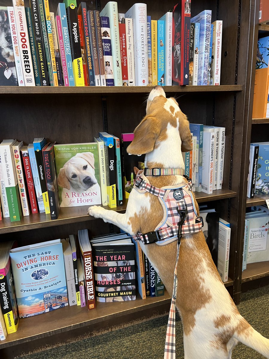 BeagleLemon's tweet photo. Looking for a good book, and found one. #beagles #puppies #beaglesofinstagram #beaglesoftwitter #doglover #barnesandnoble https://t.co/YXaL8YQvV9