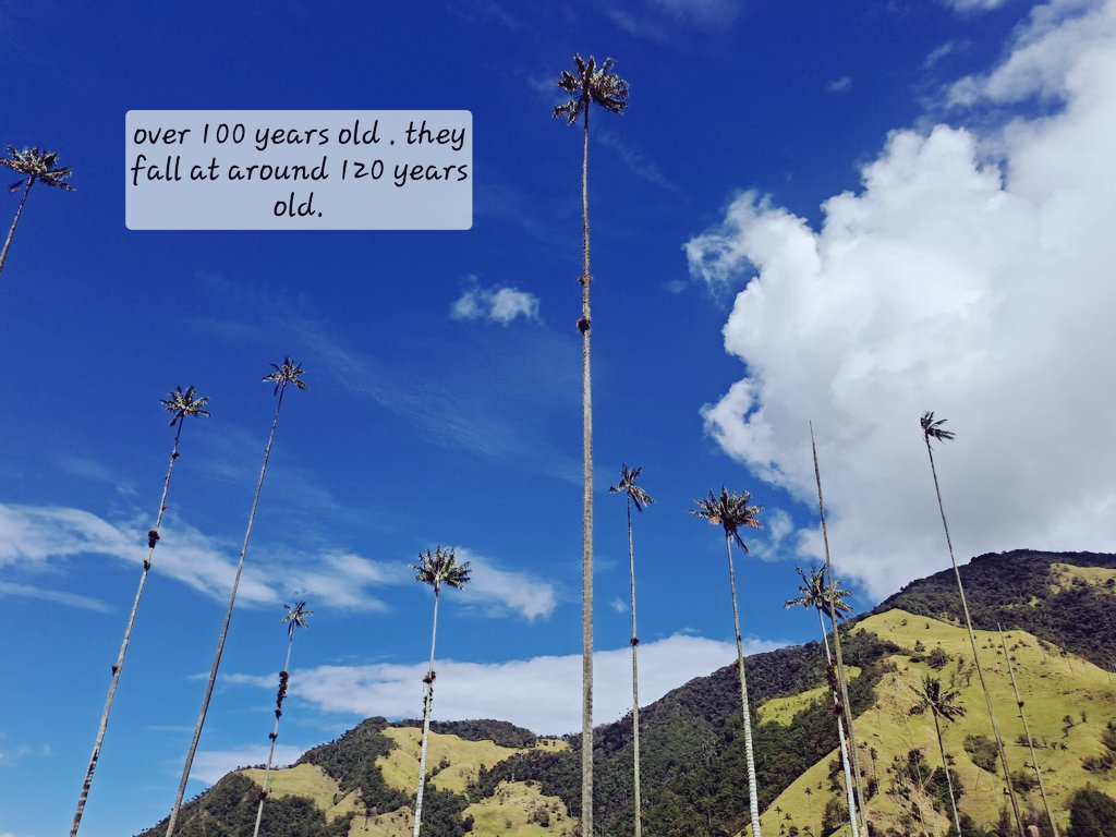 GRAINNECB's tweet photo. Colombia is amazing. Making my way towards Cartagena through some spectacular villages like Salento.
#Columbia #September/October #bogata #solento #palmtrrees #TravelGoals https://t.co/NY2K3qewBP
