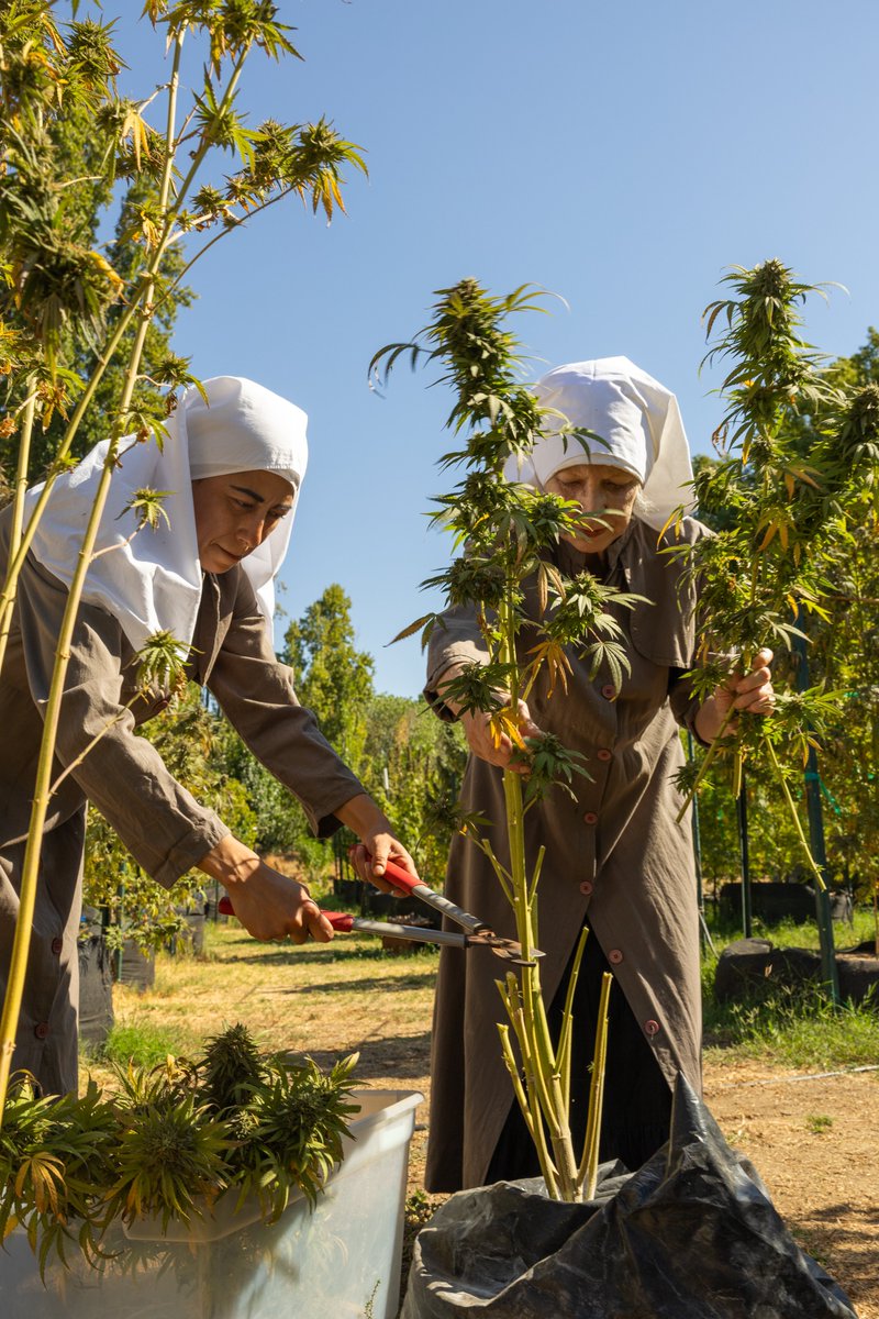 Harvesting hemp; images by #daylonnorman @DaylonNorman