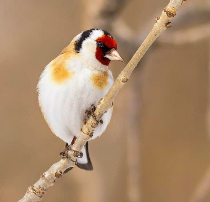 AChloe31472's tweet image. 🅃🄷🄸🅂 🄱🄸🅁🄳 🄱🄴 🄻🄸🄺🄴 "🅃🅆🄴🄴🅃 🅃🅆🄴🄴🅃, 🄸'🄼 🄵🄻🅈 🄰🅂 🄷🄴🄲🄺!" 🐦✈️ #BirdsOfInstagram #FeatheredFriends #WinginIt #FlyAwayHome #ChirpChirp #FlockYeah #BeakItTillYouMakeIt #🤪