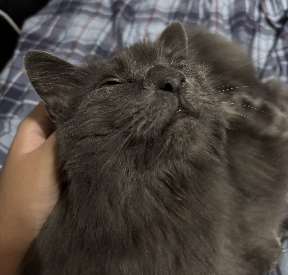 Mine dad found tha seckret spot 2 skratch 😸