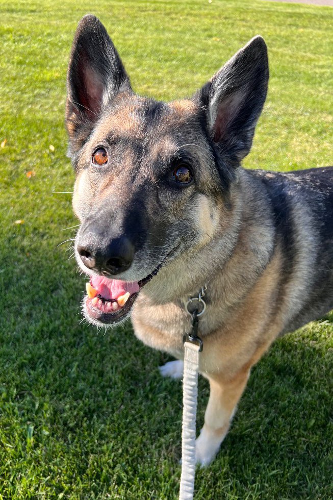 Sheri • Angel🐾 • Rizzo🐾 tweet media