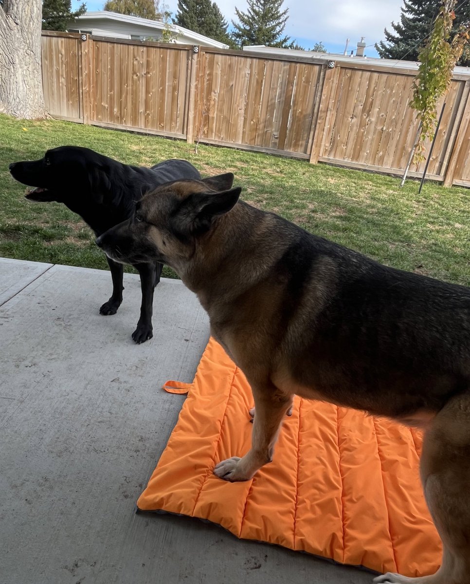 Sheri • Angel🐾 • Rizzo🐾 tweet media